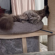 Carton participe au concours pour gagner de l'argent avec cette photo : animal, cat, cozy, curtain, feline, fluffy, furniture, gray_bed, home, indoor, paw, pet, playful, relaxed, resting, scratching_post, stretching, string, tabby, wooden_shelf
