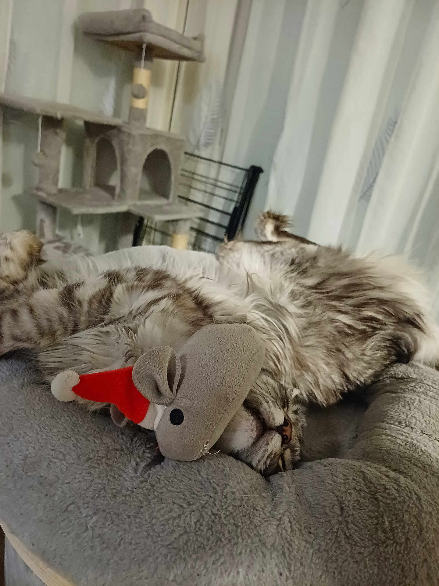 Carton participe au concours pour gagner de l'argent avec cette photo : cat, fluffy_cat, sleeping_cat, plush_toy, mouse_toy, santa_hat, cat_bed, cozy, indoor, cat_tree, furniture, curtains, striped_fur, pet, resting, cute, relaxed, close_up, home, feline