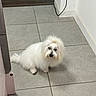 animal, black_nose, cable, dark_eyes, dog, fluffy, hallway, home, indoors, long_hair, pet, portrait, sitting, small_dog, standing, tiled_floor, topknot, wall, white_dog, white_fur