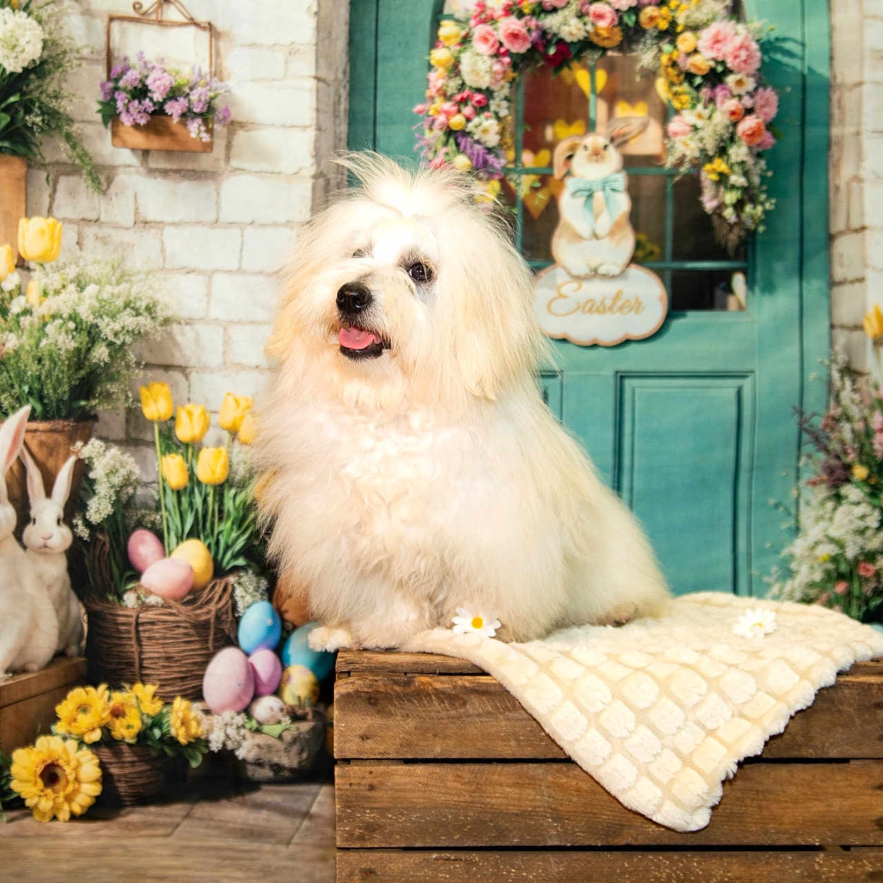 Apache participe au concours pour gagner de l'argent avec cette photo : dog, white_dog, fluffy, pet, animal, portrait, sitting, outdoor, spring, easter, flowers, floral_arrangement, tulips, daisies, pastel_eggs, rabbits, bow_tie, turquoise_door, rustic_decor, blanket