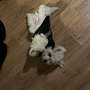 Apache a rejoint le concours — aidez-le/la à gagner de superbes lots ! dog, puppy, white_fur, fluffy, small_dog, pet, animal, lying_down, upside_down, black_clothing, wooden_floor, indoor, home, portrait, top_down_view, curious, funny_pose, long_hair, paws, playful