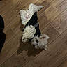 animal, black_clothing, curious, dog, fluffy, funny_pose, home, indoor, long_hair, lying_down, paws, pet, playful, portrait, puppy, small_dog, top_down_view, upside_down, white_fur, wooden_floor