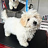 Apache participe au concours pour gagner de l'argent avec cette photo : puppy, dog, white_dog, fluffy, small_dog, pet, animal, portrait, grooming, grooming_table, salon, indoor, cute, adorable, black_nose, brown_ears, long_fur, puppy_portrait, promotional_text, photography