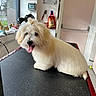 Apache a rejoint le concours — aidez-le/la à gagner de superbes lots ! dog, small_dog, white_dog, fluffy, long_hair, grooming, grooming_table, pet_salon, topknot, tongue_out, happy, sitting, portrait, indoors, window, pet_equipment, leash, door, tennis_ball, animal