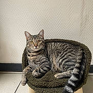 Thor participe au concours pour gagner de l'argent avec cette photo : cat, tabby, pet_chair, feline, striped, domestic_cat, indoor, fur, whiskers, tail, ears, floor, tile, wall, resting, animal, cute, cozy, small_furniture, curious