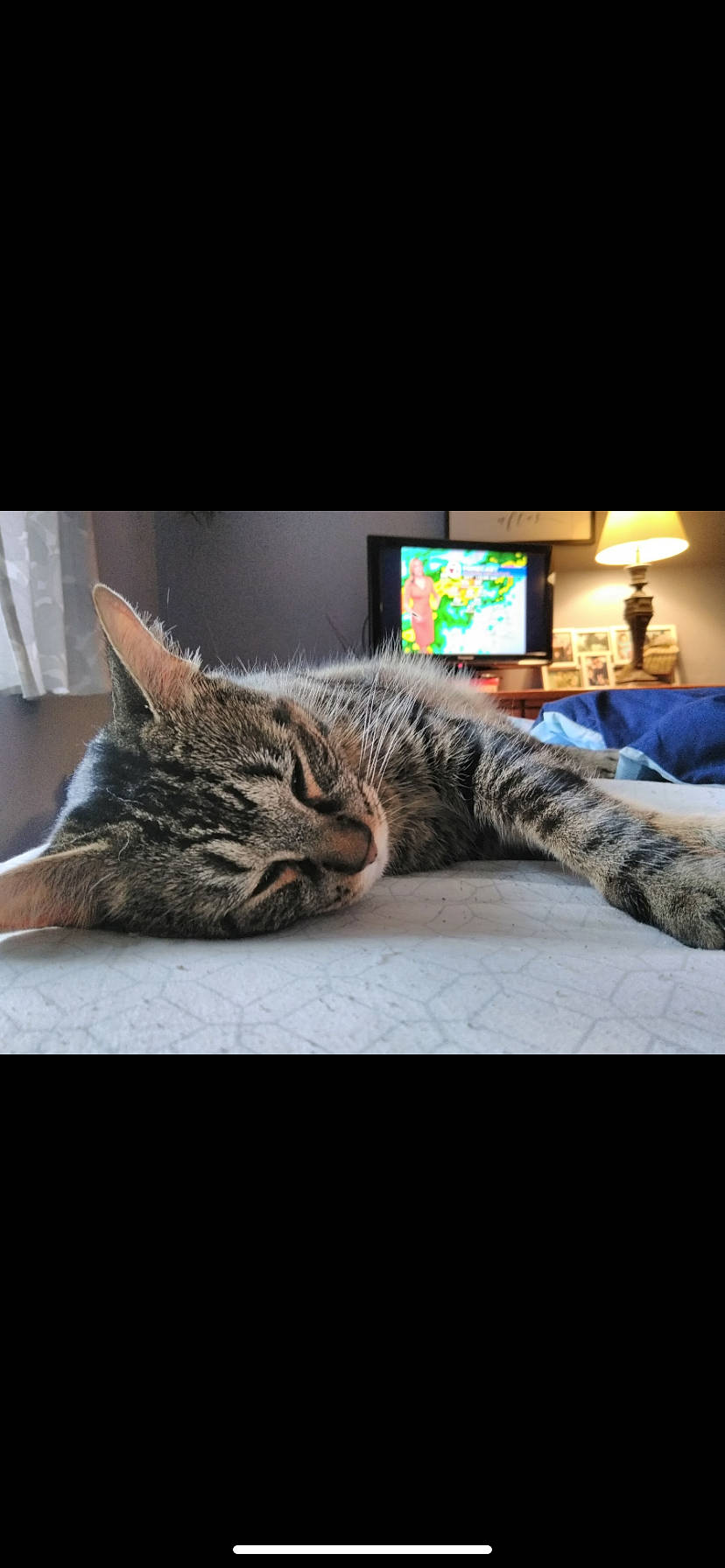 Mokie joined the competition — help win amazing prizes! california_spangled, carnivore, cat, domestic_short_haired_cat, dragon_li, european_shorthair, felidae, fur, kitten, nap, pixie_bob, sleep, small_to_medium_sized_cats, snout, tabby_cat, whiskers