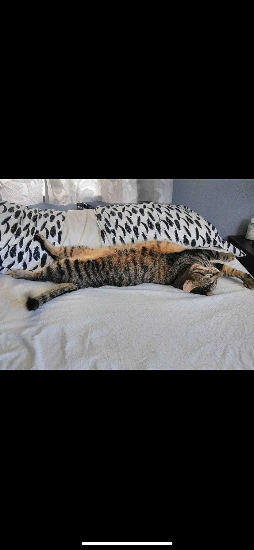 Mokie is registered to the contest to win money with this photo: bed_sheet, bengal, carnivore, cat, fawn, felidae, fur, furniture, room, small_to_medium_sized_cats, wildlife