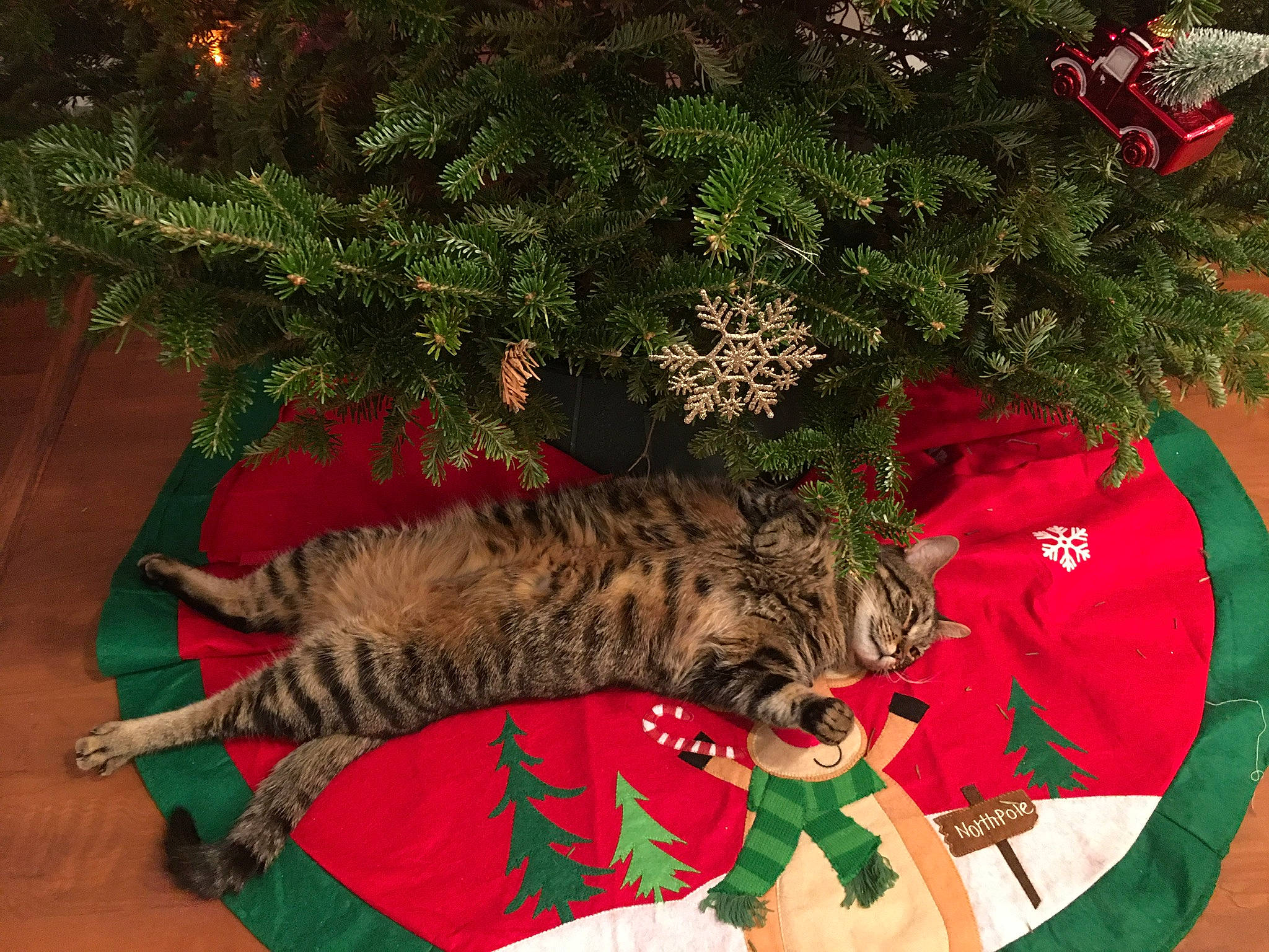 Mokie is registered to the contest to win money with this photo: carnivore, cat, christmas, christmas_decoration, christmas_ornament, christmas_tree, conifer, european_shorthair, felidae, fur, holiday, pixie_bob, plant, small_to_medium_sized_cats, tabby_cat, tail, toyger, tree, whiskers, wild_cat
