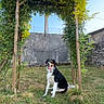 River participe au concours pour gagner de l'argent avec cette photo : black_and_white, blue_sky, canine, daytime, dog, fence, grass, greenery, happy, leafy, nature, outdoor, panting, pet, sitting, stone_wall, sunny, tongue_out, wooden_arch, yard