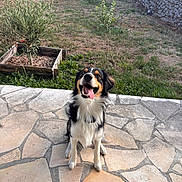 River a rejoint le concours — aidez-le/la à gagner de superbes lots ! black_and_white, brown_markings, canine, daylight, dog, friendly, fur, garden, grass, happy, nature, outdoor, pet, plant, sitting, small_tree, smiling, stone_patio, stone_wall, tongue_out