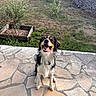 black_and_white, brown_markings, canine, daylight, dog, friendly, fur, garden, grass, happy, nature, outdoor, pet, plant, sitting, small_tree, smiling, stone_patio, stone_wall, tongue_out