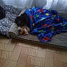 River participe au concours pour gagner de l'argent avec cette photo : animal, bed, blanket, colorful, comfort, cozy, curtains, cute, dinosaur_pattern, dog, domestic, floor, indoor, pet, relaxed, resting, snuggled, tile_floor, toy, window