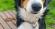 River a rejoint le concours — aidez-le/la à gagner de superbes lots ! animal, bench, black, brown, collar, cute, dog, ears, friendly, fur, grass, heterochromia, leash, nature, nose, outdoor, pet, portrait, sitting, white