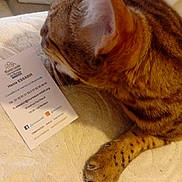 Coco a rejoint le concours — aidez-le/la à gagner de superbes lots ! cat, tabby, business_card, paw, whiskers, bedspread, indoor, curious, feline, striped, closeup, soft, resting, animal, pet, domestic, muzzle, ear, texture, relaxed