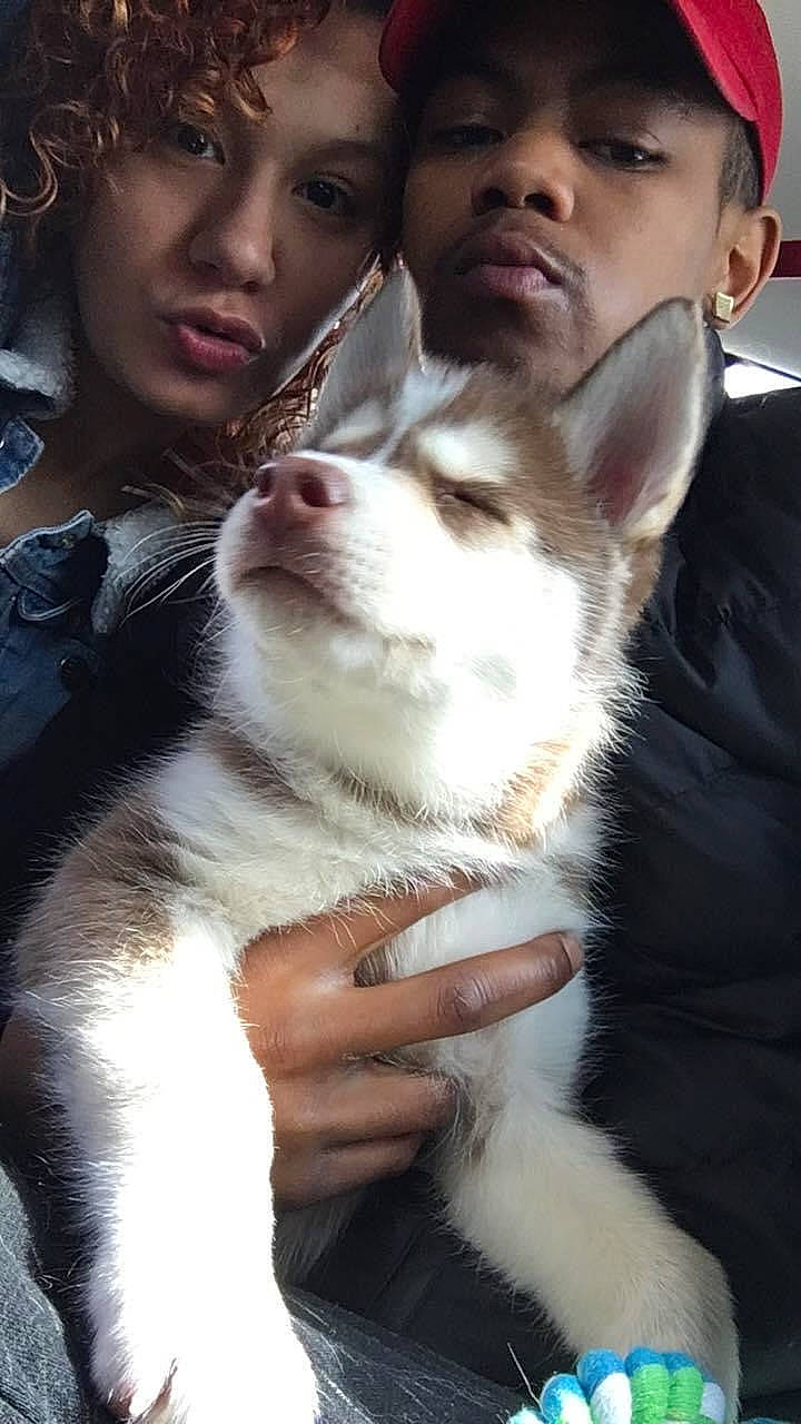 Draco is registered to the contest to win money with this photo: canidae, carnivore, companion_dog, dog, dog_breed, fur, gesture, mammal, miniature_siberian_husky, nose, puppy_love, siberian_husky, sled_dog, wolfdog