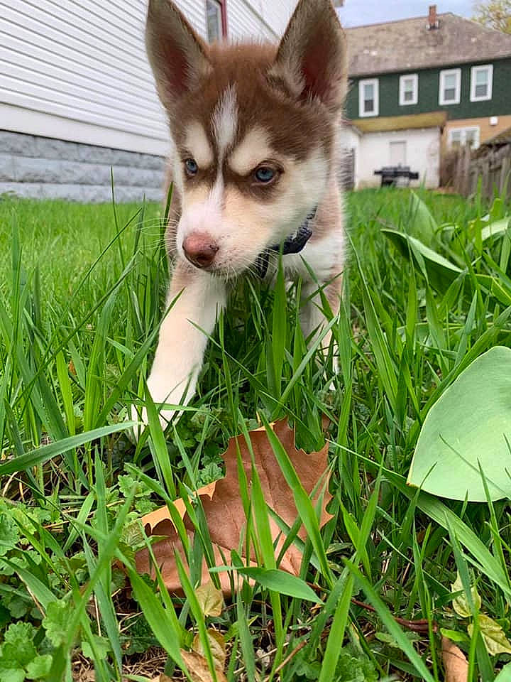 Draco joined the competition — help win amazing prizes! alaskan_klee_kai, alaskan_malamute, canidae, carnivore, dog, dog_breed, grass, mammal, miniature_siberian_husky, native_american_indian_dog, northern_inuit_dog, puppy, saarloos_wolfdog, sakhalin_husky, siberian_husky, sled_dog, tamaskan_dog, vertebrate, wolfdog, working_dog