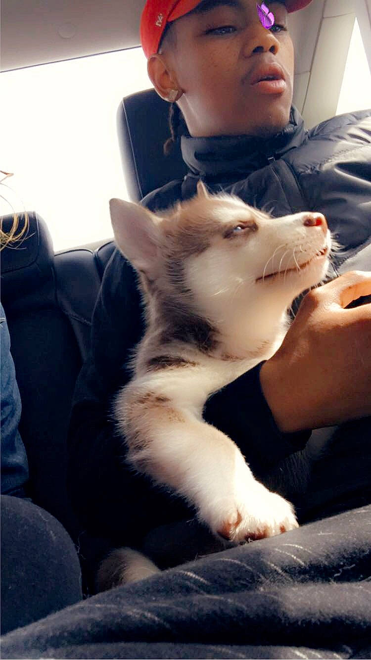 Draco is registered to the contest to win money with this photo: akita_inu, alaskan_malamute, canidae, canis, carnivore, dog, dog_breed, ear, fur, jaw, mammal, miniature_siberian_husky, mouth, non_sporting_group, nose, puppy, siberian_husky, sled_dog, vertebrate, wolfdog