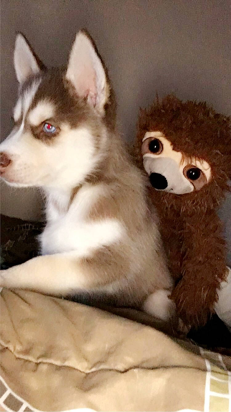 Draco is registered to the contest to win money with this photo: alaskan_klee_kai, alaskan_malamute, ancient_dog_breeds, canadian_eskimo_dog, canidae, carnivore, companion_dog, dog, dog_breed, fur, mammal, miniature_siberian_husky, puppy, rare_breed_dog, sakhalin_husky, siberian_husky, sled_dog, sporting_group, vertebrate, wolfdog