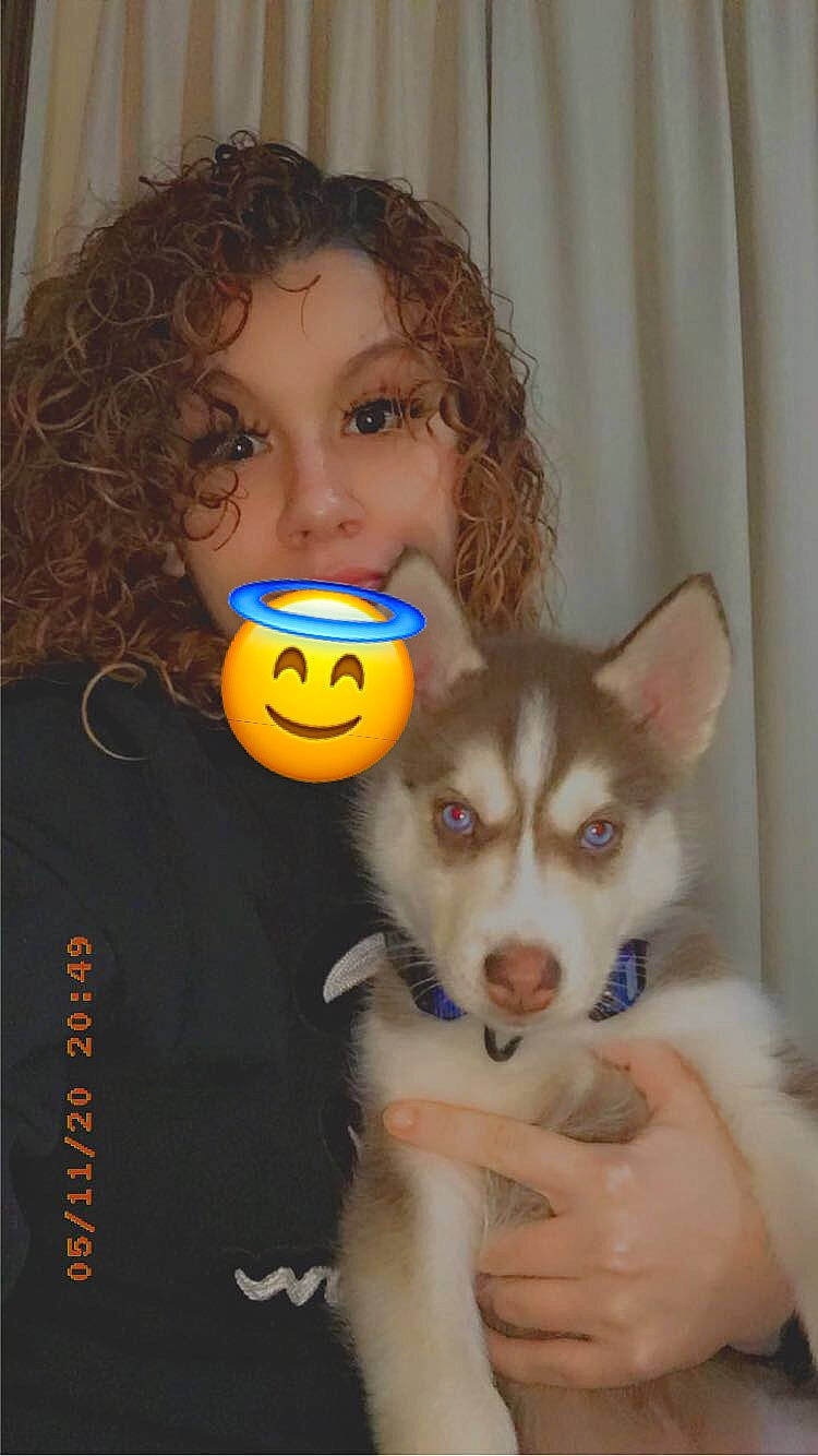 Draco is registered to the contest to win money with this photo: alaskan_klee_kai, alaskan_malamute, canidae, carnivore, dog, dog_breed, iris, miniature_siberian_husky, nose, rare_breed_dog, siberian_husky, sled_dog, wolfdog