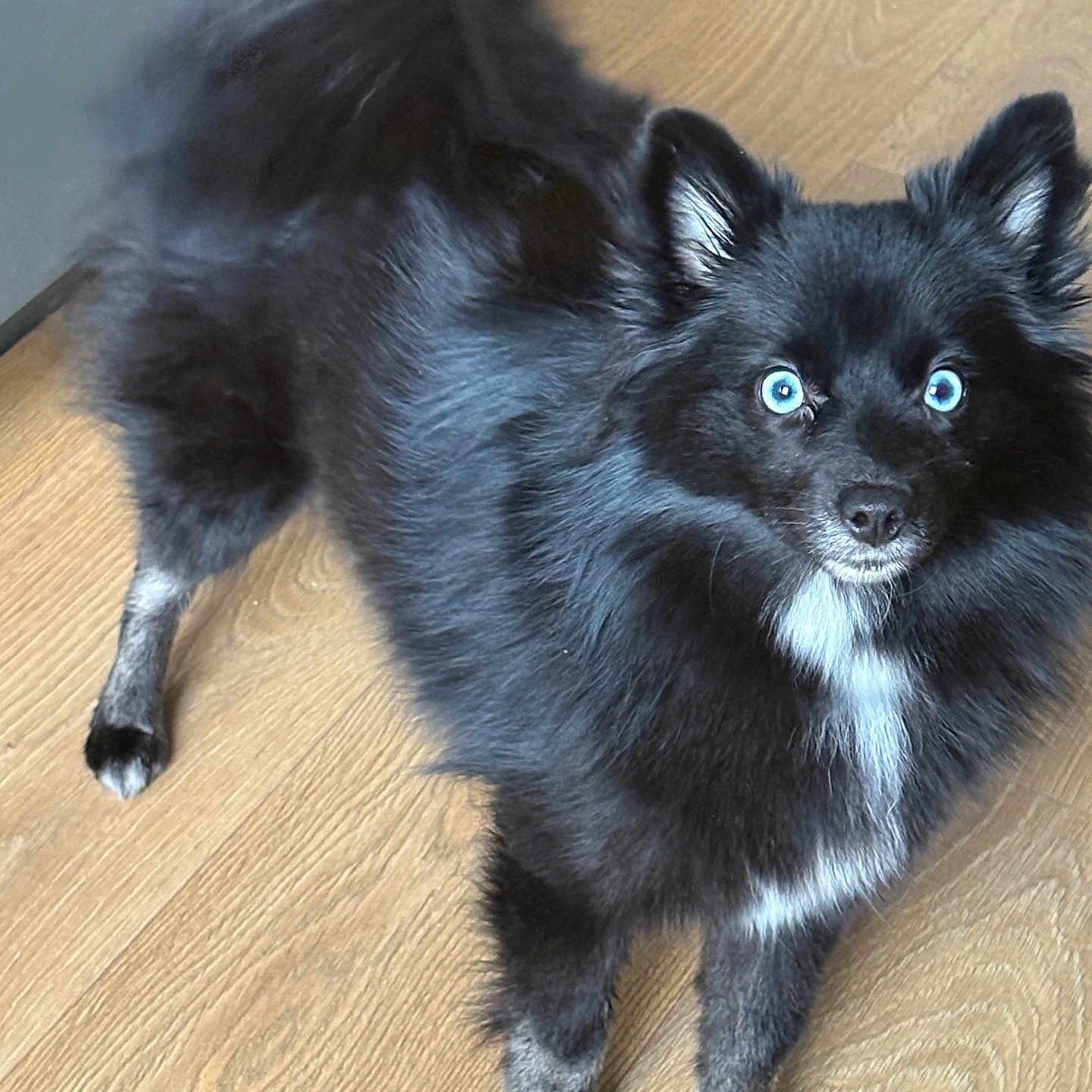 Arybo a rejoint le concours — aidez-le/la à gagner de superbes lots ! dog, black_dog, blue_eyes, fluffy, standing, wooden_floor, pet, animal, indoor, curious, white_patches, fur, canine, companion, domestic_animal, looking_at_camera, ears_up, alert, cute, friendly