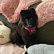 Arybo participe au concours pour gagner de l'argent avec cette photo : animal, black_fur, blanket, blue_eyes, couch, cozy, cute, dog, fluffy, gray_blanket, home, indoor, pet, pink_blanket, pink_harness, plush_toy, puppy, seated, small_dog, soft_texture