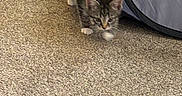 Stormi joined the competition — help win amazing prizes! animal, carpet, cat, curious, cute, domestic, ears, feline, floor, fur, indoor, kitten, paws, pet, playpen, small, tabby, walking, whiskers, young