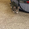 animal, carpet, cat, curious, cute, domestic, ears, feline, floor, fur, indoor, kitten, paws, pet, playpen, small, tabby, walking, whiskers, young