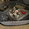 Stormi joined the competition — help win amazing prizes! animal, carpet, cat, comfortable, cozy, curious, cute, domestic, feline, food_bowls, indoor, kitten, mesh_enclosure, paw, pet, pet_bed, playful, resting, toy_fish, young