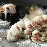 Sophia joined the competition — help win amazing prizes! animal, blanket, blurred_background, calico, cat, claws, close_up, cozy, cute, feline, fur, indoor, napping, paw, pet, pink_pads, relaxation, sleeping, soft, whiskers