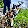 Sophia is registered to the contest to win money with this photo: animal, calico_cat, cat, curious, exploring, grass, greenery, ground, harness, leash, nature, outdoor, pants, person, pet, plants, rocks, shoes, sky, trees