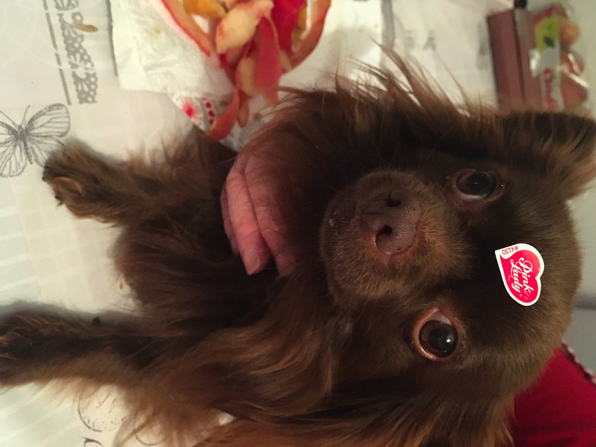 Nell a rejoint le concours — aidez-le/la à gagner de superbes lots ! arthropod, companion_dog, dog_breed, ear, eyelash, flesh, fur, gesture, insect, jaw, liver, macaque, moths_and_butterflies, natural_material, pollinator, primate, selfie, snout, terrestrial_animal, whiskers