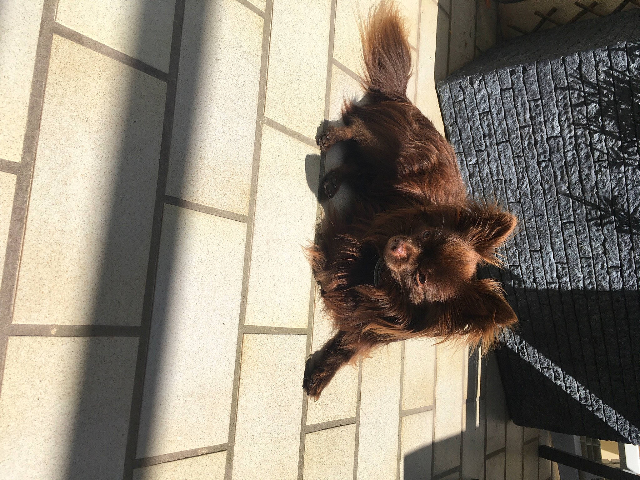 Nell participe au concours pour gagner de l'argent avec cette photo : animal_shelter, bat, canidae, carnivore, claw, dog_breed, domestic_short_haired_cat, felidae, flooring, fur, liver, metal, paw, small_to_medium_sized_cats, snout, tail, terrestrial_animal, whiskers, wildlife, wood