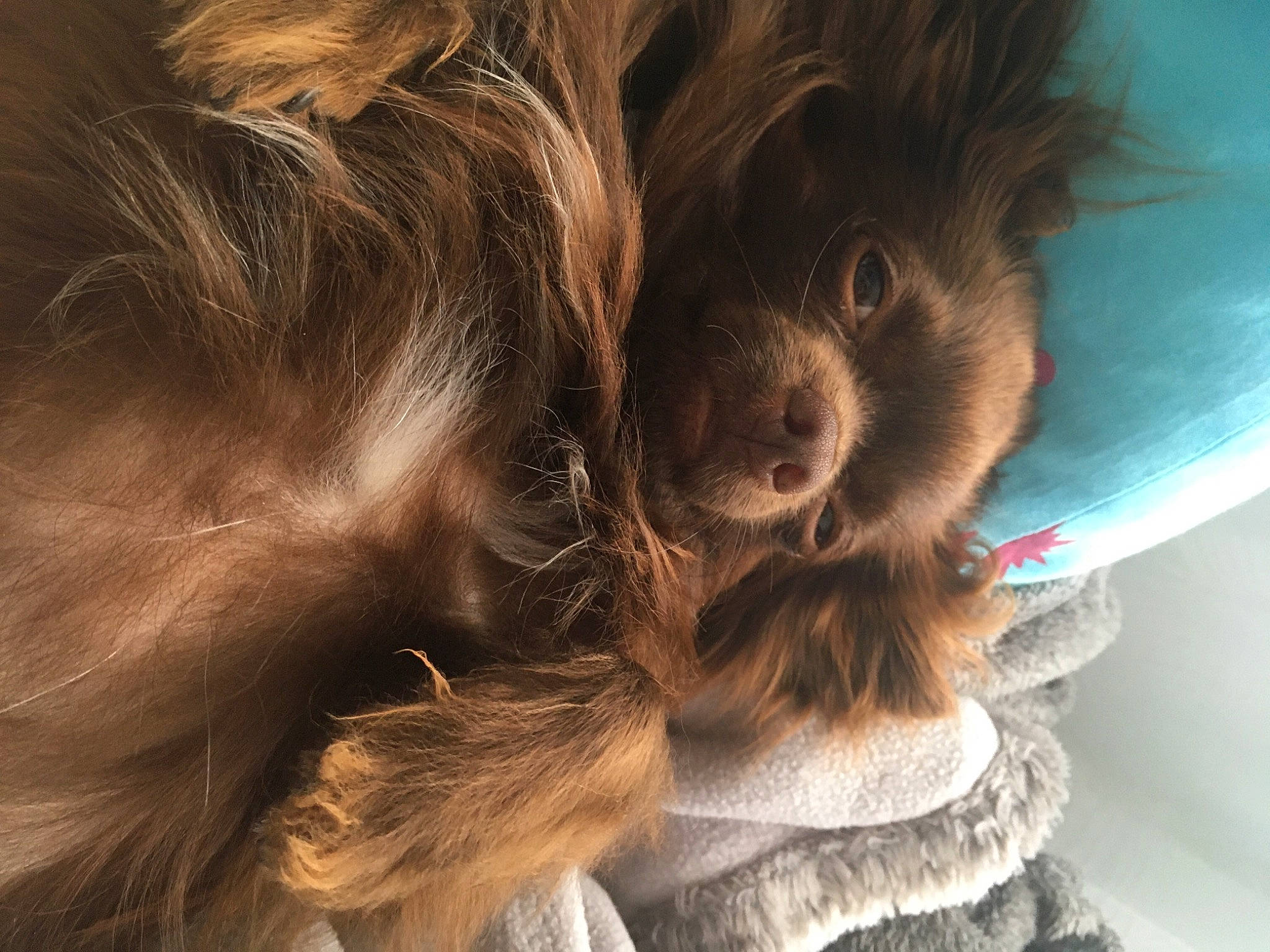 Nell participe au concours pour gagner de l'argent avec cette photo : brown_hair, canidae, carnivore, close_up, companion_dog, dog, dog_breed, dog_supply, ear, fawn, fur, liver, small_terrier, snout, sporting_group, surfer_hair, terrier, toy_dog, whiskers, working_animal