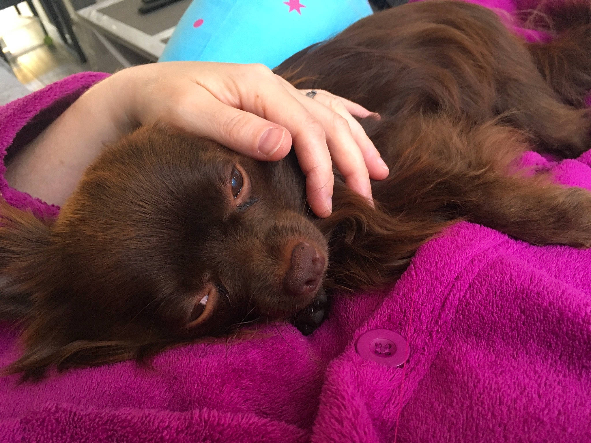 Nell a rejoint le concours — aidez-le/la à gagner de superbes lots ! carnivore, comfort, companion_dog, dog, dog_breed, fawn, flesh, fur, gesture, liver, magenta, nail, paw, pink, red, snout, sporting_group, terrestrial_animal, vertebrate, working_animal