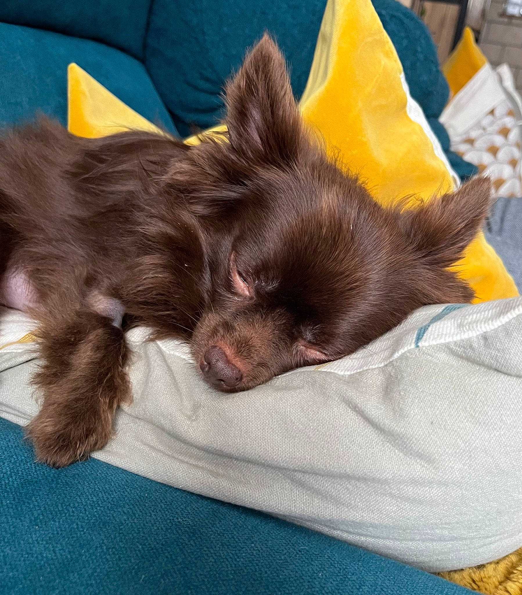 Nell participe au concours pour gagner de l'argent avec cette photo : canidae, carnivore, comfort, companion_dog, dog, dog_breed, dog_supply, ear, fawn, felidae, fur, linens, liver, nap, small_to_medium_sized_cats, snout, sporting_group, toy_dog, whiskers, working_animal