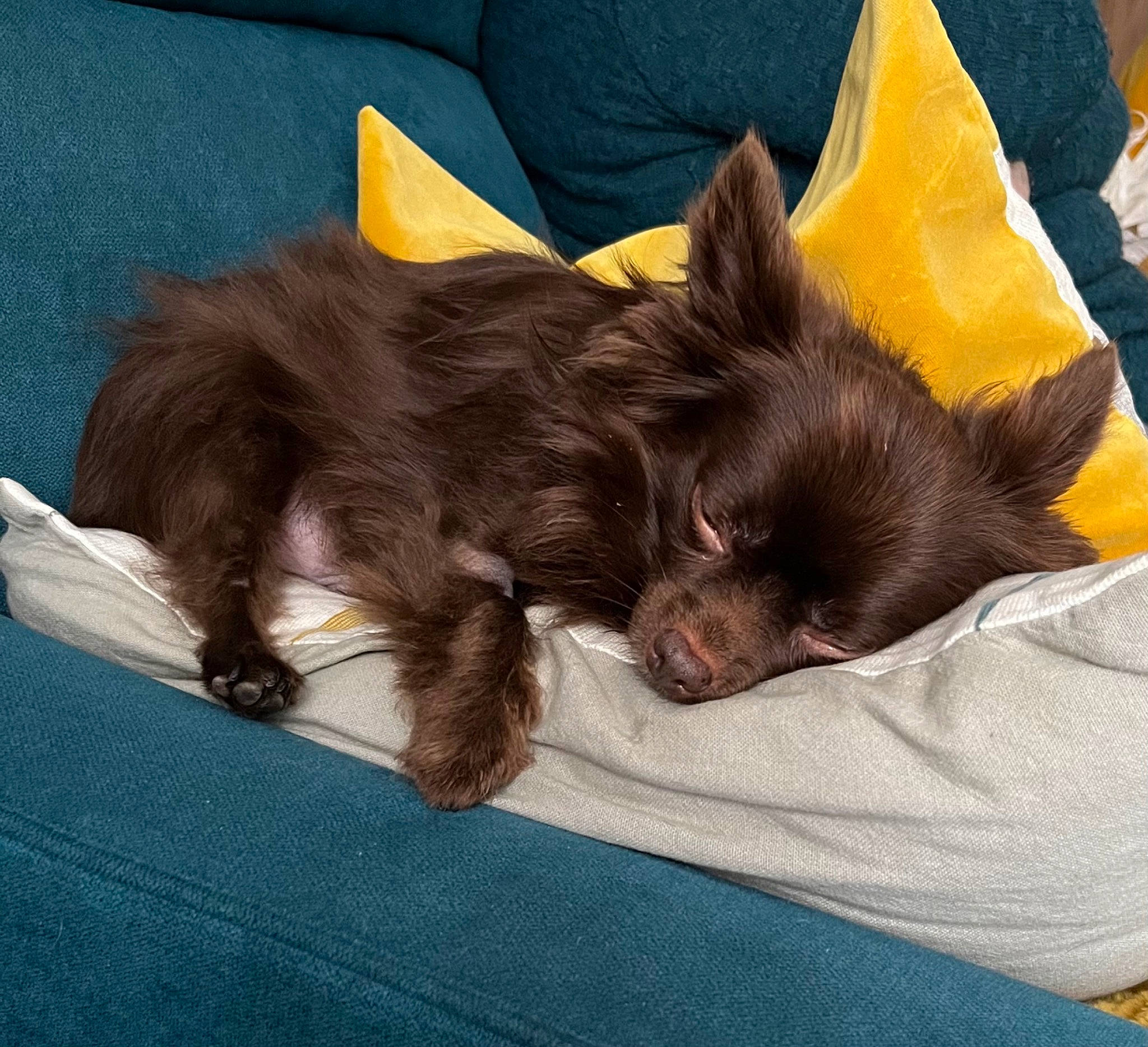 Nell a rejoint le concours — aidez-le/la à gagner de superbes lots ! canidae, carnivore, comfort, companion_dog, dog, dog_breed, dog_supply, ear, fawn, felidae, fur, liver, nap, small_to_medium_sized_cats, snout, sporting_group, tail, toy_dog, whiskers, working_animal