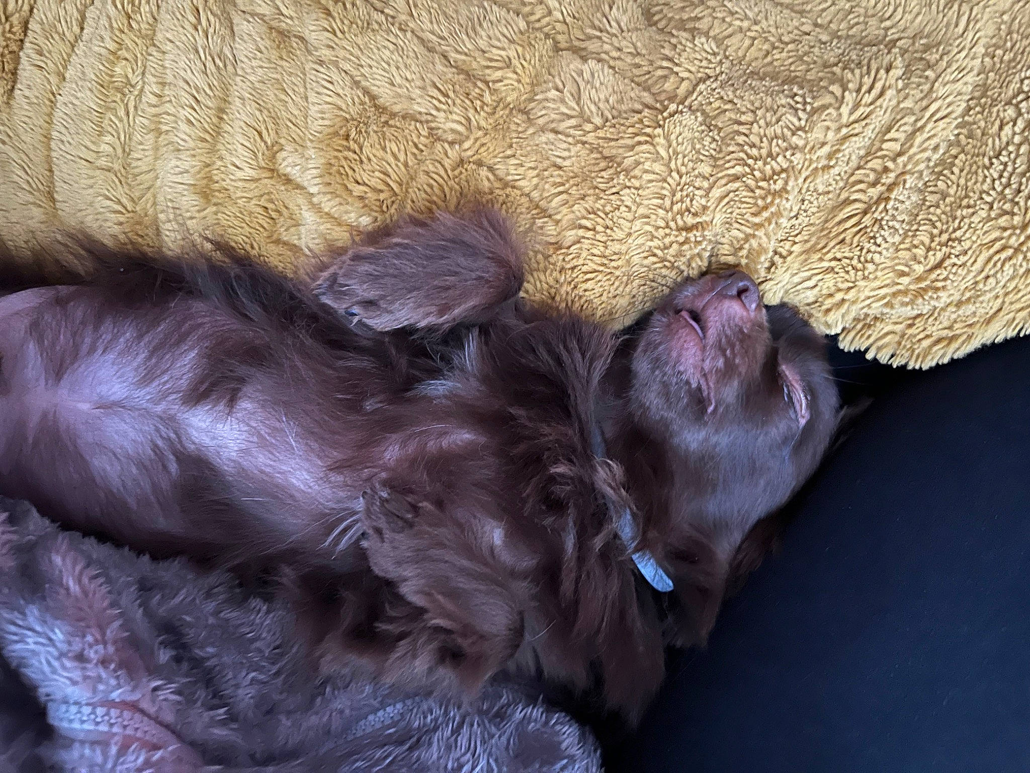 Nell a rejoint le concours — aidez-le/la à gagner de superbes lots ! brown, canidae, carnivore, claw, comfort, companion_dog, dog, dog_breed, fawn, felidae, fur, liver, paw, small_to_medium_sized_cats, sporting_group, terrestrial_animal, whiskers