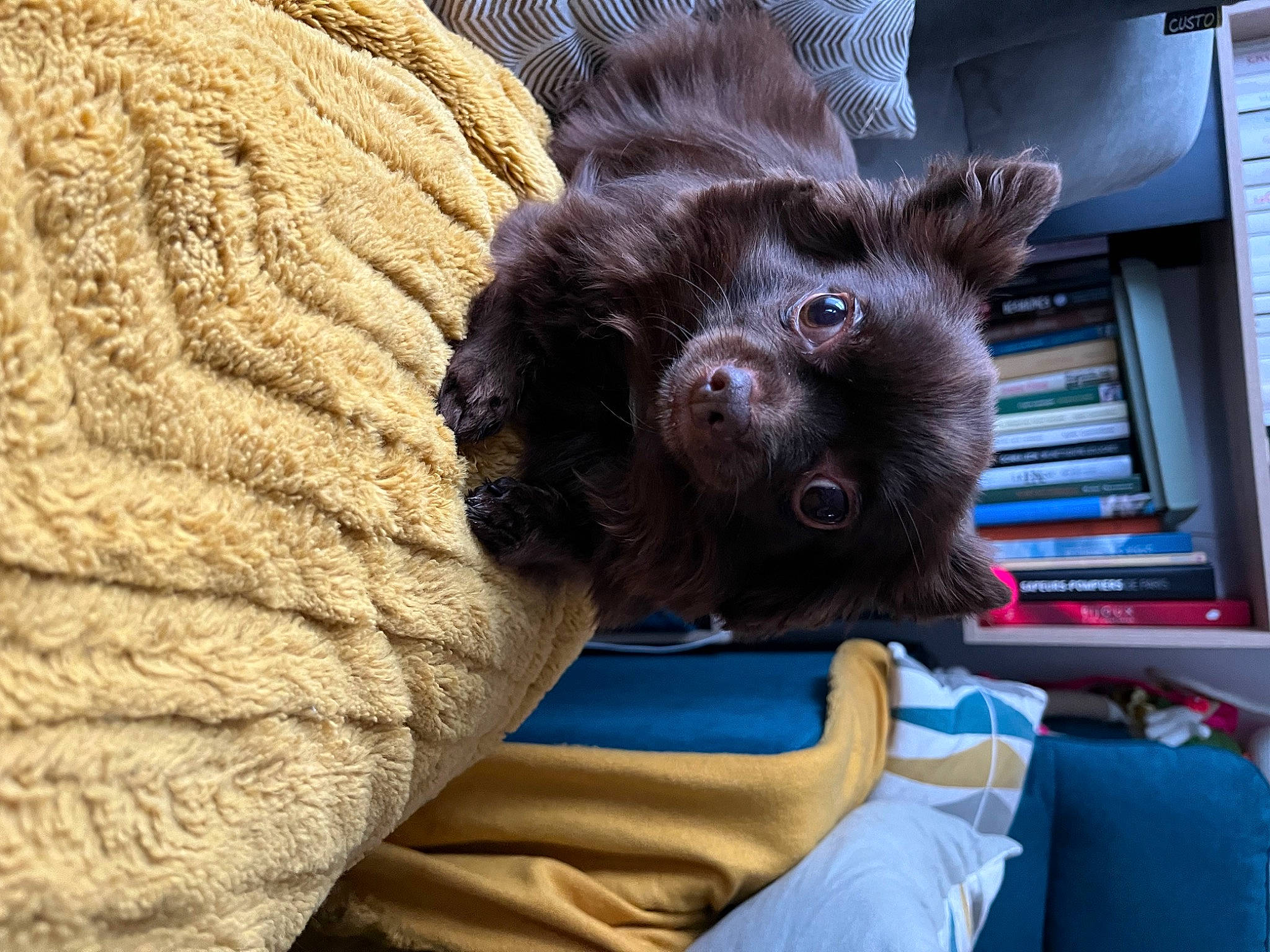 Nell participe au concours pour gagner de l'argent avec cette photo : canidae, carnivore, comfort, companion_dog, dog, dog_breed, ear, fawn, felidae, fur, gesture, linens, liver, paw, small_to_medium_sized_cats, snout, sporting_group, toy_dog, whiskers, working_animal