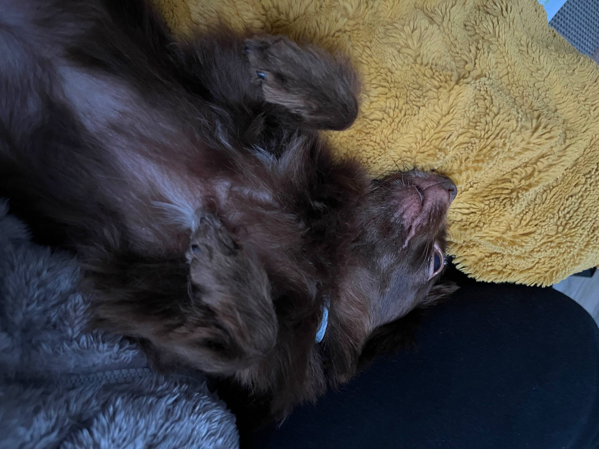 Nell participe au concours pour gagner de l'argent avec cette photo : black_cat, carnivore, cat, claw, comfort, companion_dog, dog_breed, domestic_short_haired_cat, ear, felidae, fur, grey, liver, nap, natural_material, paw, small_to_medium_sized_cats, tail, terrestrial_animal, whiskers