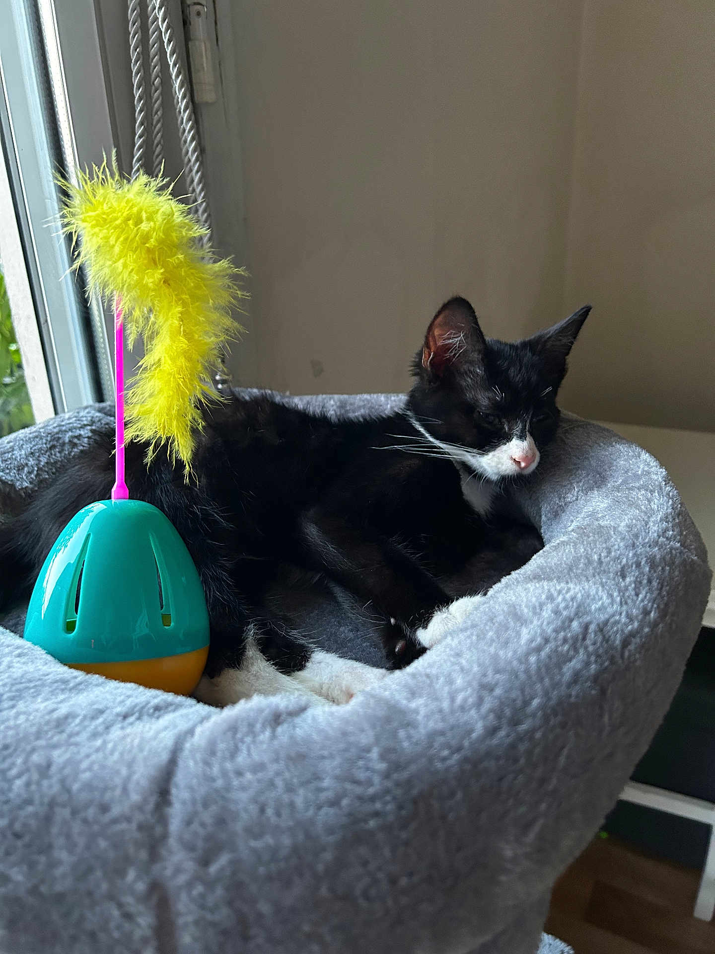 Oreo