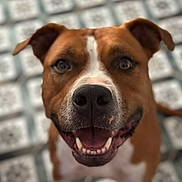 Trust participe au concours pour gagner de l'argent avec cette photo : dog, pet, smiling, happy, canine, brown, white, close_up, portrait, floor, tile, pattern, indoor, animal, friendly, ears, mouth, nose, teeth, eyes