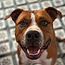 dog, pet, smiling, happy, canine, brown, white, close_up, portrait, floor, tile, pattern, indoor, animal, friendly, ears, mouth, nose, teeth, eyes