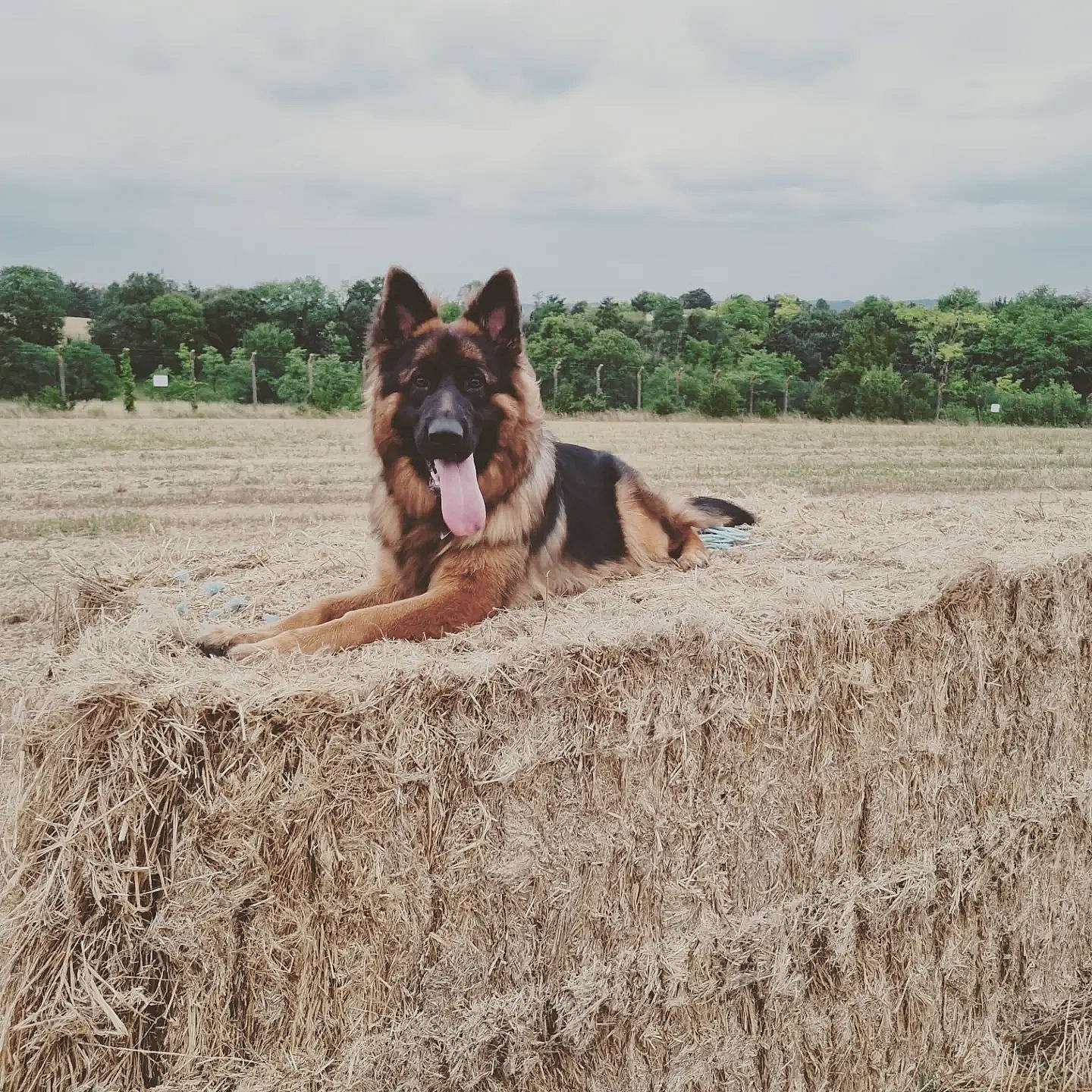Saphyra a rejoint le concours — aidez-le/la à gagner de superbes lots ! canidae, carnivore, cloud, companion_dog, dog, dog_breed, fawn, grass, herding_dog, landscape, sky, snout, soil, sporting_group, terrestrial_animal, tree, wildlife, wood, working_animal, working_dog