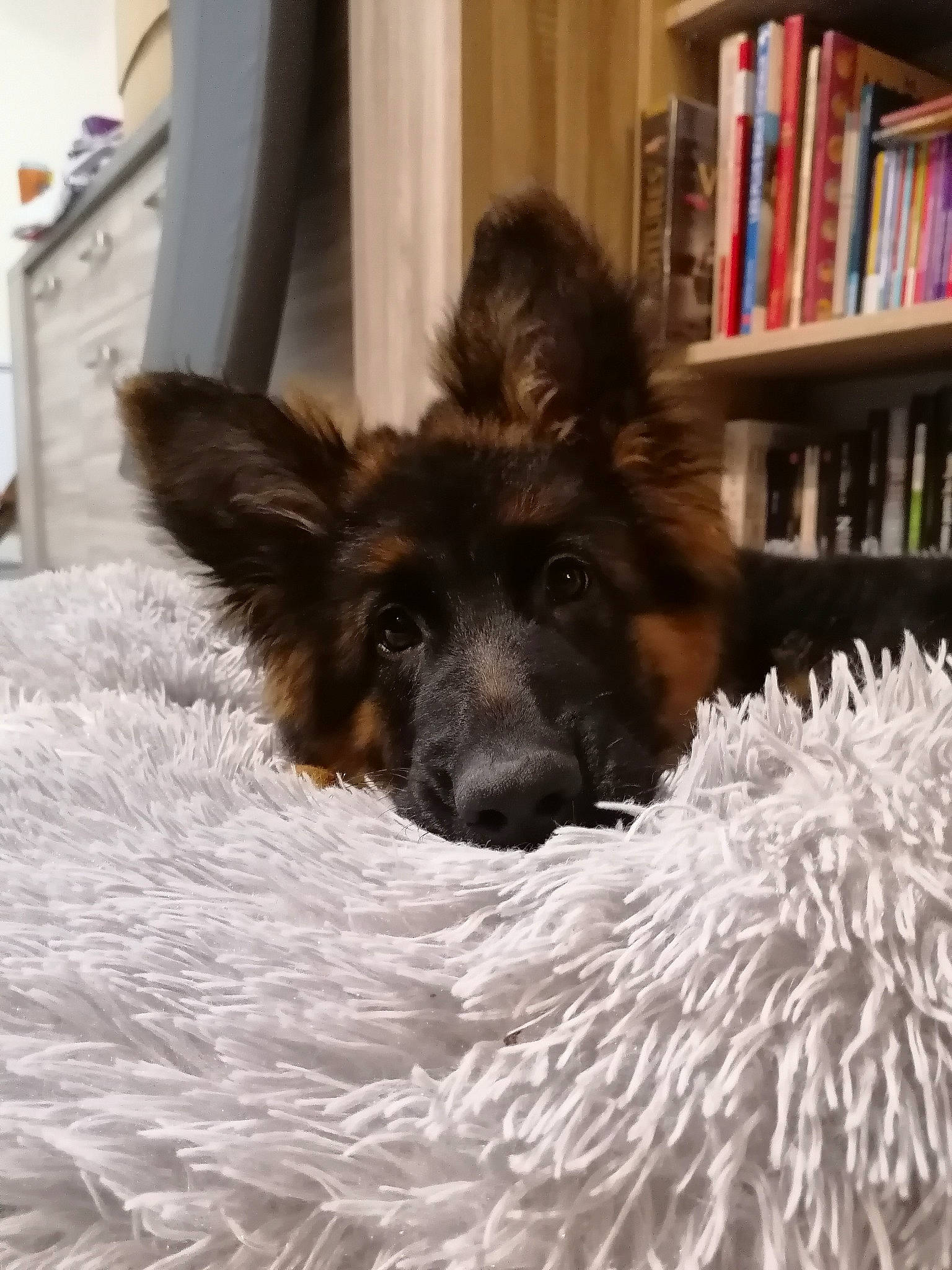 Saphyra a rejoint le concours — aidez-le/la à gagner de superbes lots ! bookcase, canidae, carnivore, companion_dog, dog, dog_breed, fawn, flooring, fur, herding_dog, liver, paw, publication, shelf, shelving, snout, sporting_group, water_dog, whiskers, working_animal