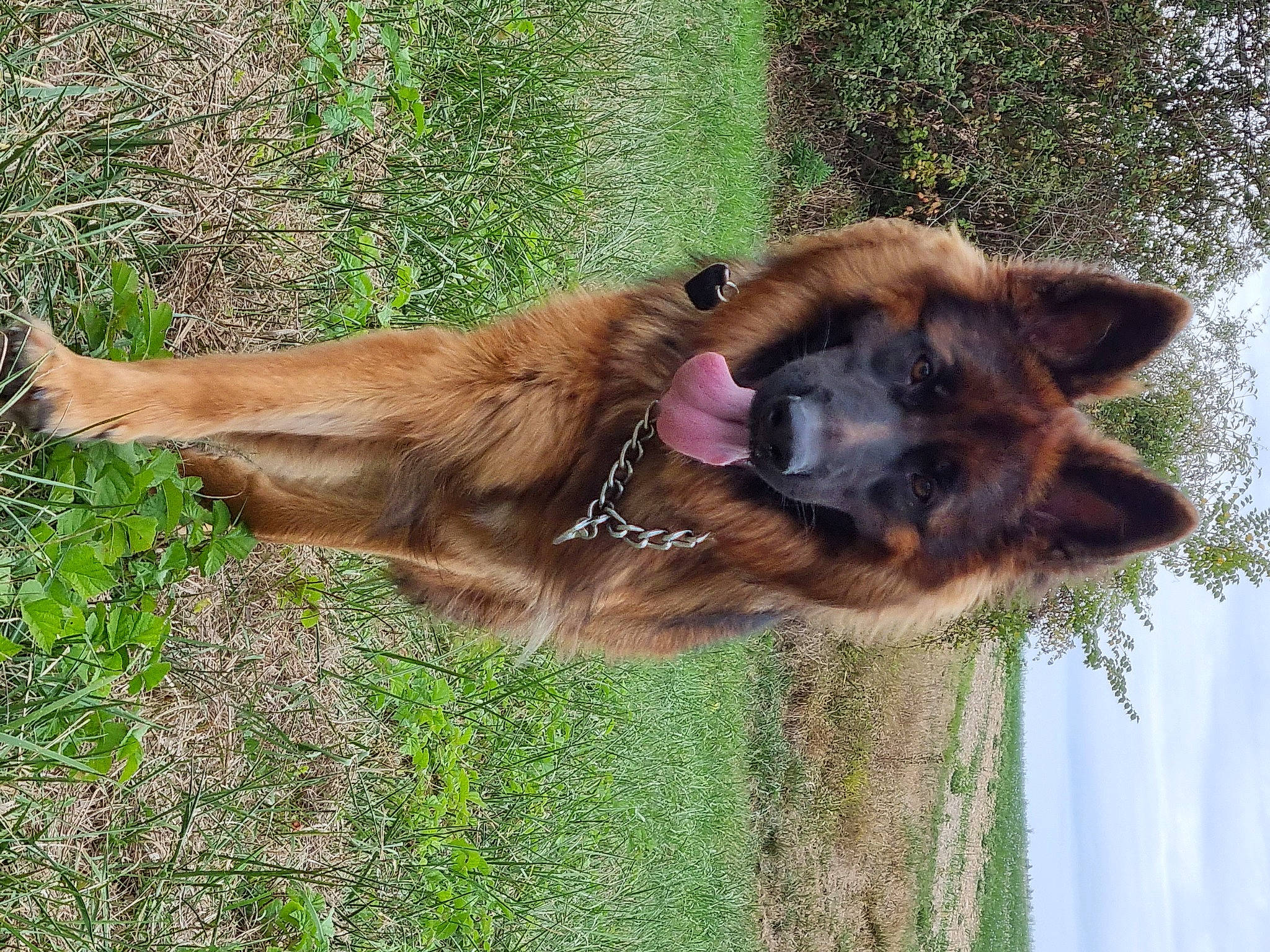 Saphyra a rejoint le concours — aidez-le/la à gagner de superbes lots ! canidae, carnivore, collar, companion_dog, dog, dog_breed, fawn, german_shepherd_dog, grass, king_shepherd, liver, old_german_shepherd_dog, pet_supply, plant, sky, snout, sporting_group, tail, terrestrial_animal, working_animal