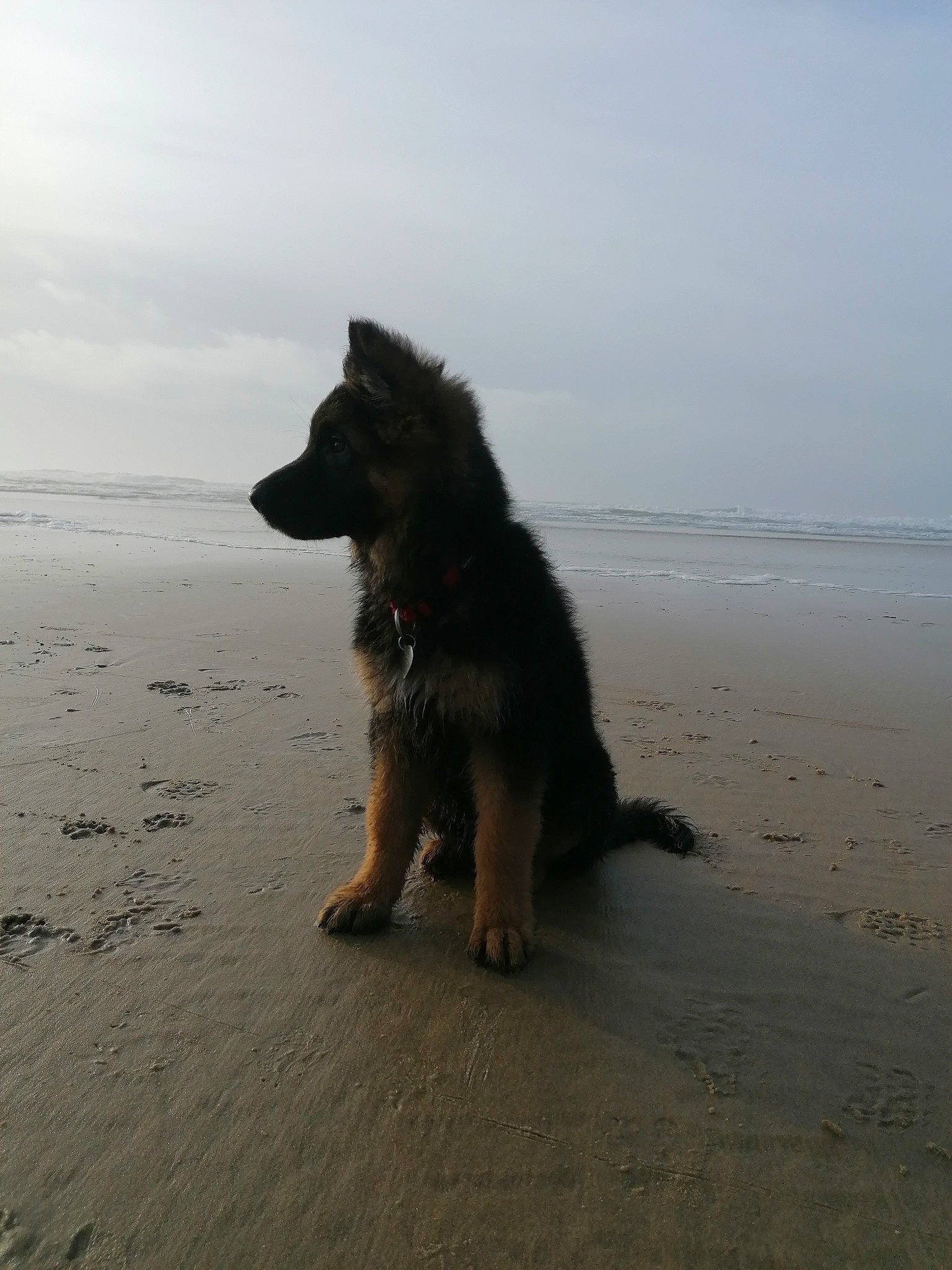 Saphyra participe au concours pour gagner de l'argent avec cette photo : beach, canidae, carnivore, cloud, coast, companion_dog, dog, dog_breed, german_shepherd_dog, herding_dog, horizon, ocean, old_german_shepherd_dog, sand, sky, sporting_group, tide, water, wave, wind_wave