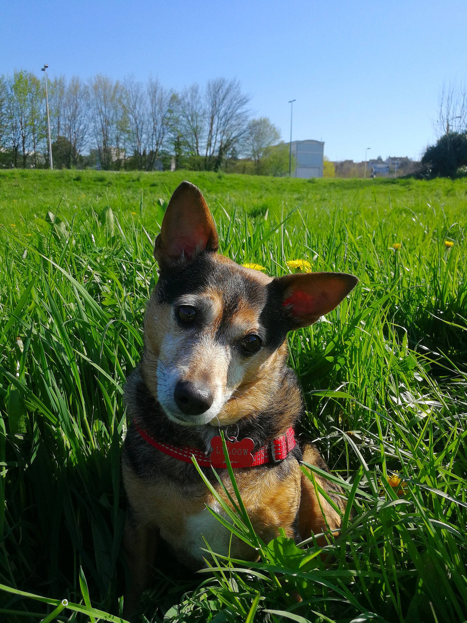 Lyloow participe au concours pour gagner de l'argent avec cette photo : australian_cattle_dog, australian_kelpie, canidae, carnivore, dog, dog_breed, grass, grass_family, mammal, meadow, plant, rare_breed_dog, rat_terrier, texas_heeler, vertebrate, working_dog
