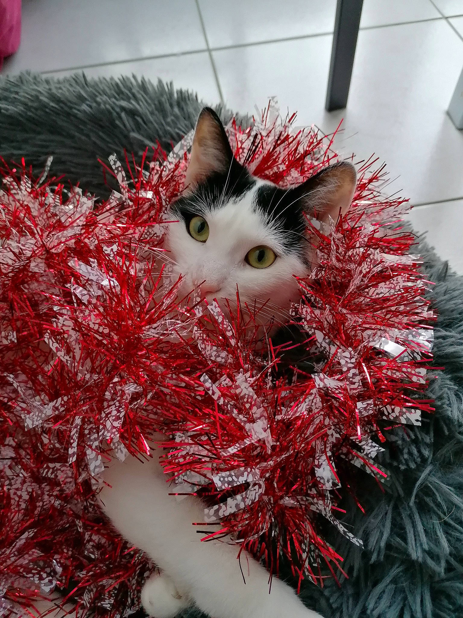 Raven a rejoint le concours — aidez-le/la à gagner de superbes lots ! carnivore, cat, christmas, christmas_decoration, christmas_ornament, conifer, event, fawn, felidae, fur, grass, holiday, pattern, small_to_medium_sized_cats, snout, tail, twig, whiskers, window, winter