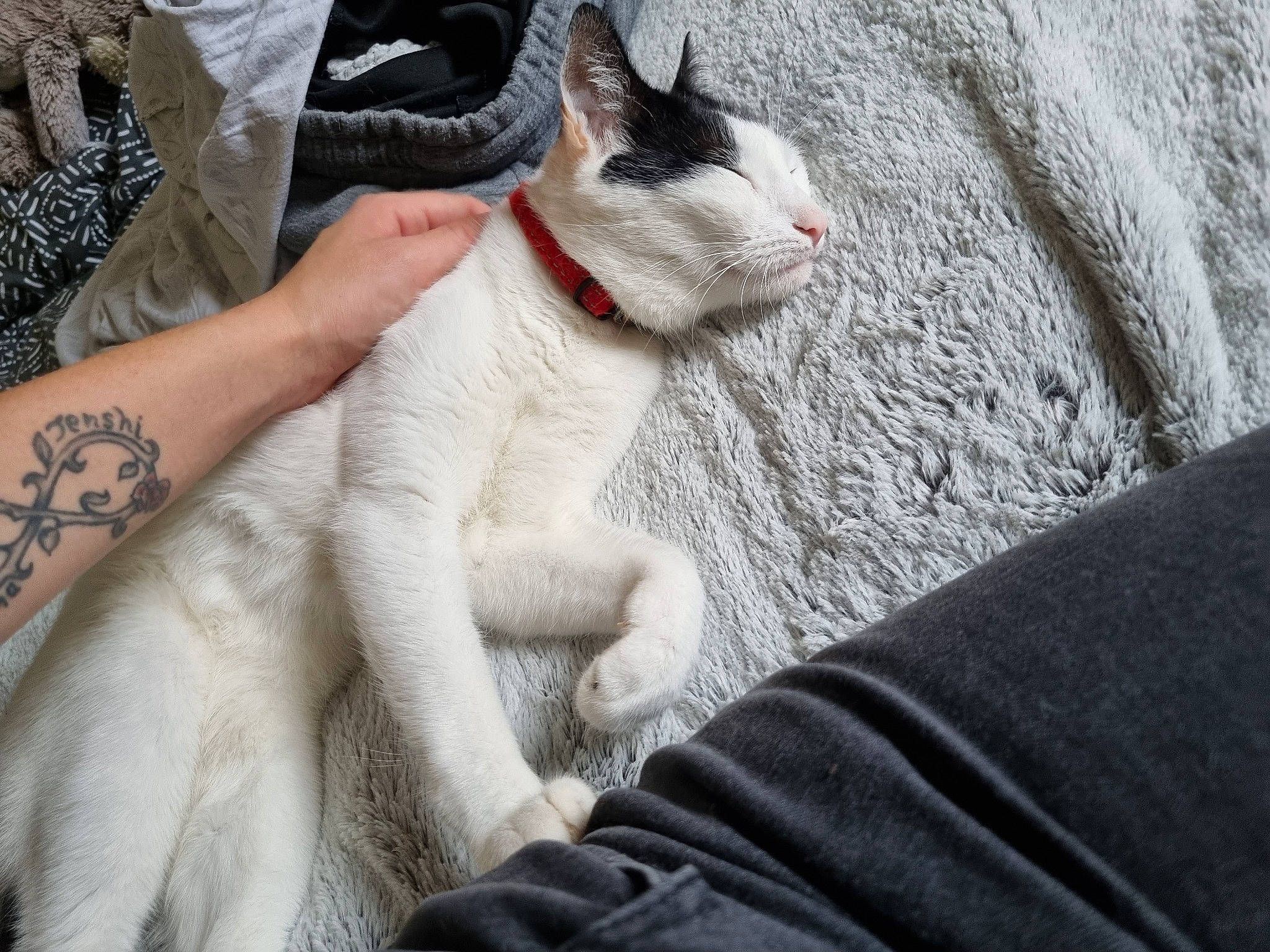 Raven a rejoint le concours — aidez-le/la à gagner de superbes lots ! carnivore, cat, claw, comfort, domestic_short_haired_cat, elbow, eye, felidae, foot, fur, human_leg, nap, paw, sitting, small_to_medium_sized_cats, snout, tail, whiskers, wrist