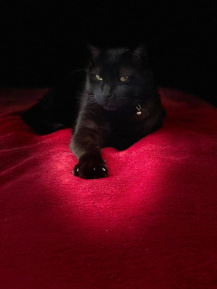 Dutch is registered to the contest to win money with this photo: black_cat, bombay, carmine, carnivore, cat, comfort, darkness, domestic_short_haired_cat, electric_blue, felidae, flooring, fur, magenta, pattern, small_to_medium_sized_cats, snout, tail, terrestrial_animal, tints_and_shades, whiskers